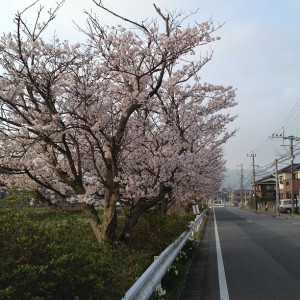 イオン筑紫野裏の桜